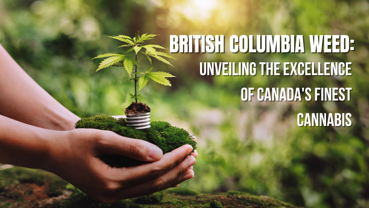 British Columbia Weed Unveiling the Excellence of Canada's Finest Cannabis