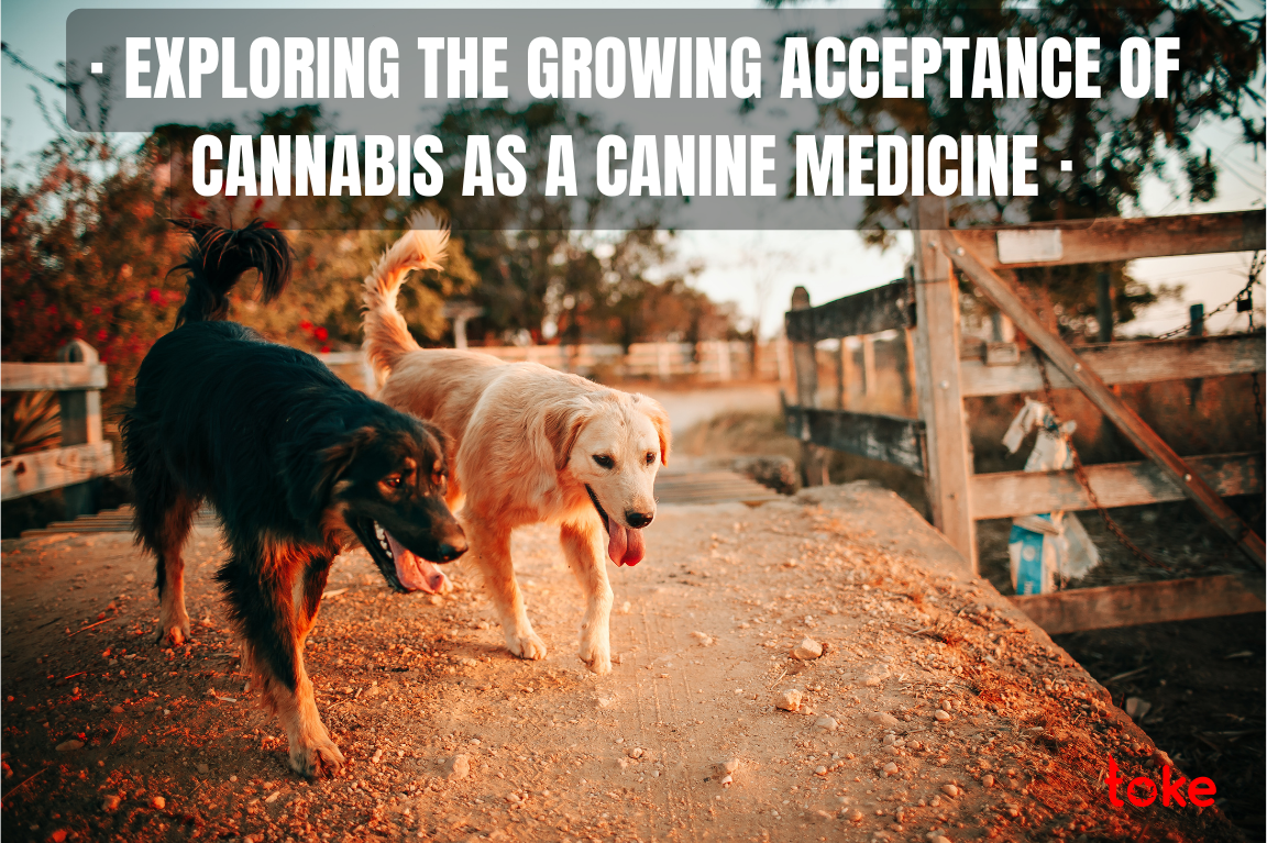 Canine Medicine: Exploring the Growing Acceptance of Cannabis